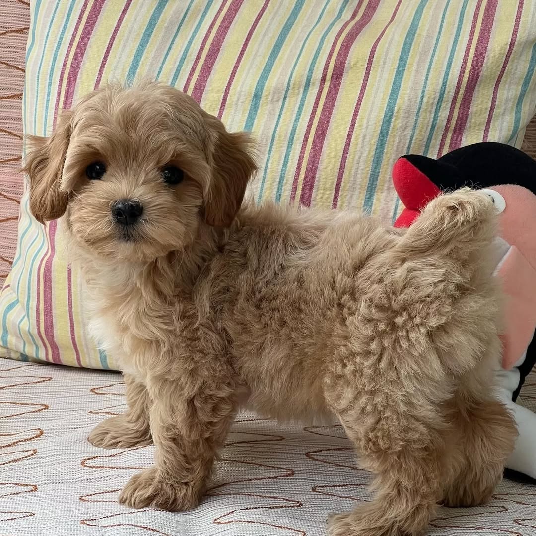 Zeus Mädchen